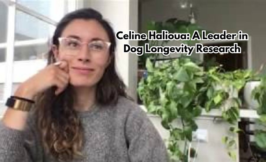 celine halioua