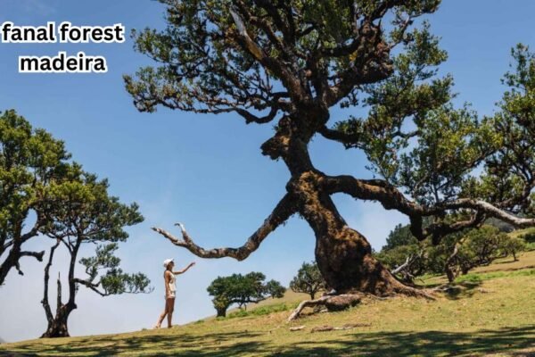 fanal forest madeira