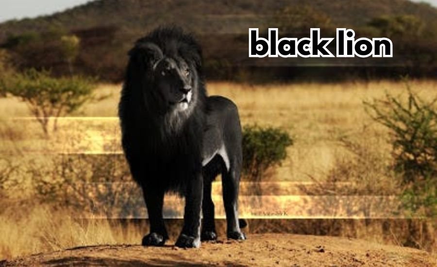 black lion