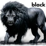 black lion