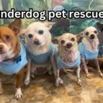 underdog pet rescue