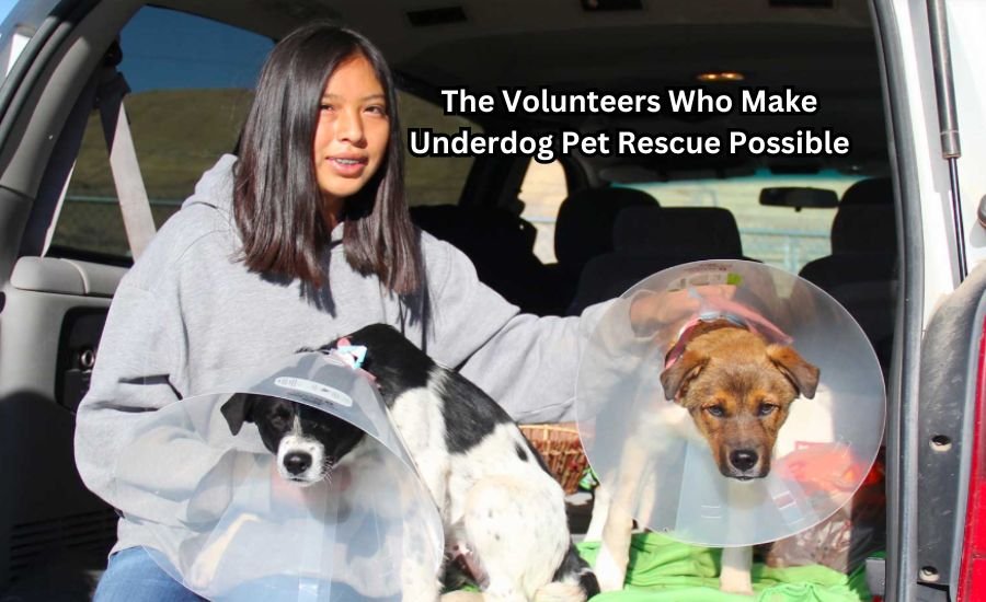 underdog pet rescue