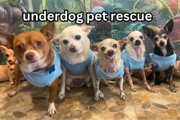 underdog pet rescue