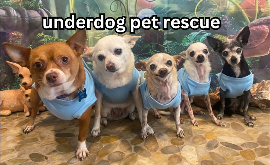 underdog pet rescue