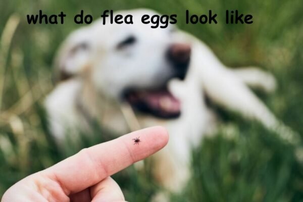 what do flea eggs look like